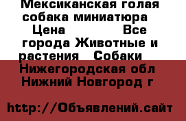 Мексиканская голая собака миниатюра › Цена ­ 53 000 - Все города Животные и растения » Собаки   . Нижегородская обл.,Нижний Новгород г.